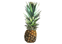 Etude doc ananas (gouache)