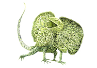 Etude doc dragon d'australie (gouache)